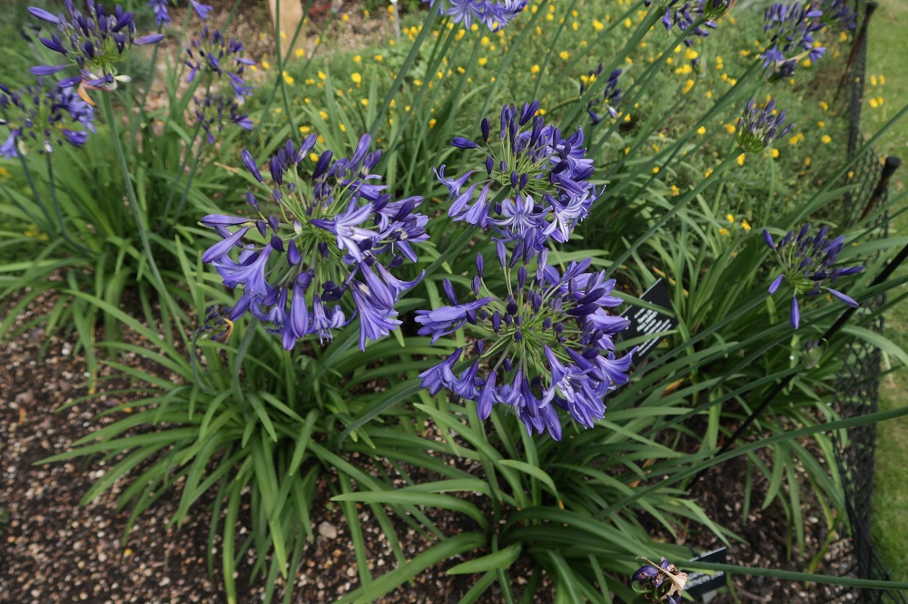 Agapanthus Flowers Store 7 Agapanthus Flowers Store -Agapanthus Flowers Store 35995491041 a0203e4795 k