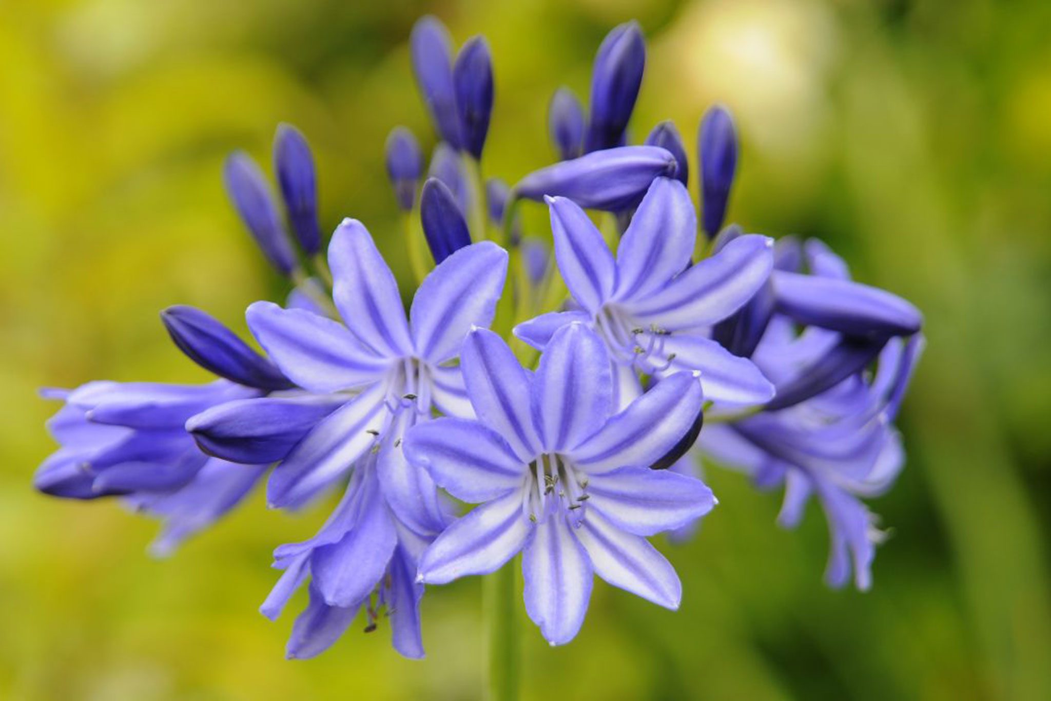 Agapanthus Flowers Store 4 Agapanthus Flowers Store -Agapanthus Flowers Store 8e80dcd6 7671 4859 a154 43da20e4ab9a 533b873