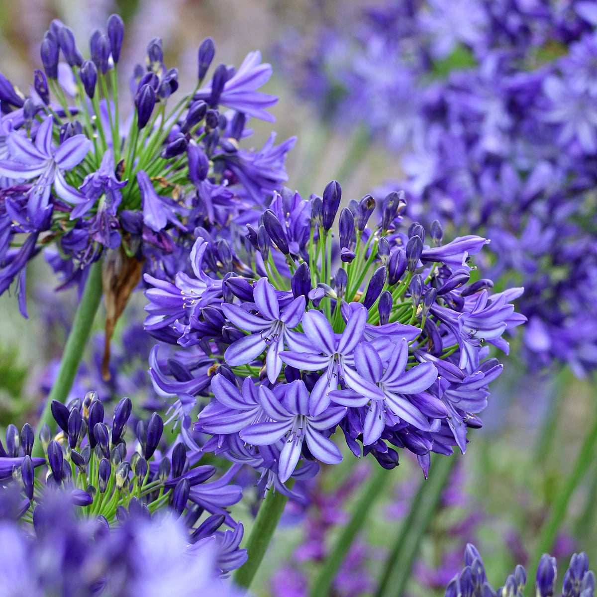 Agapanthus Flowers Store 5 Agapanthus Flowers Store -Agapanthus Flowers Store Agapanthe Northern Star copyright 813322 1 min