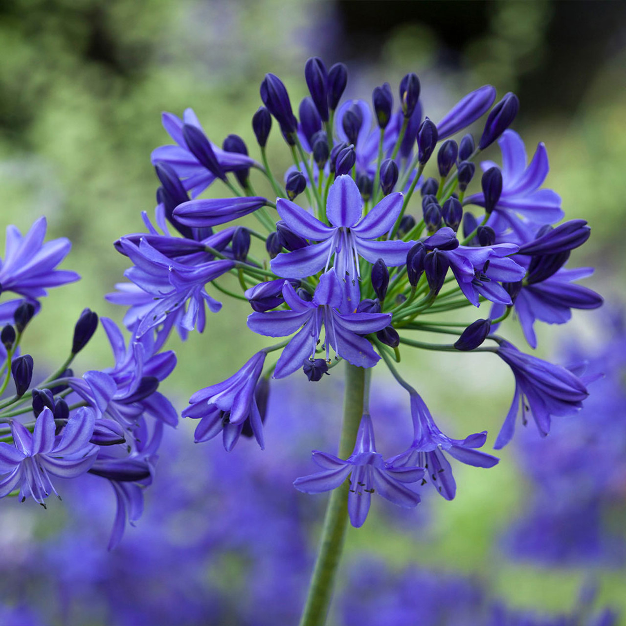 Agapanthus Flowers Store 6 Agapanthus Flowers Store -Agapanthus Flowers Store Agapanthus northern star Potted 0014587 45895