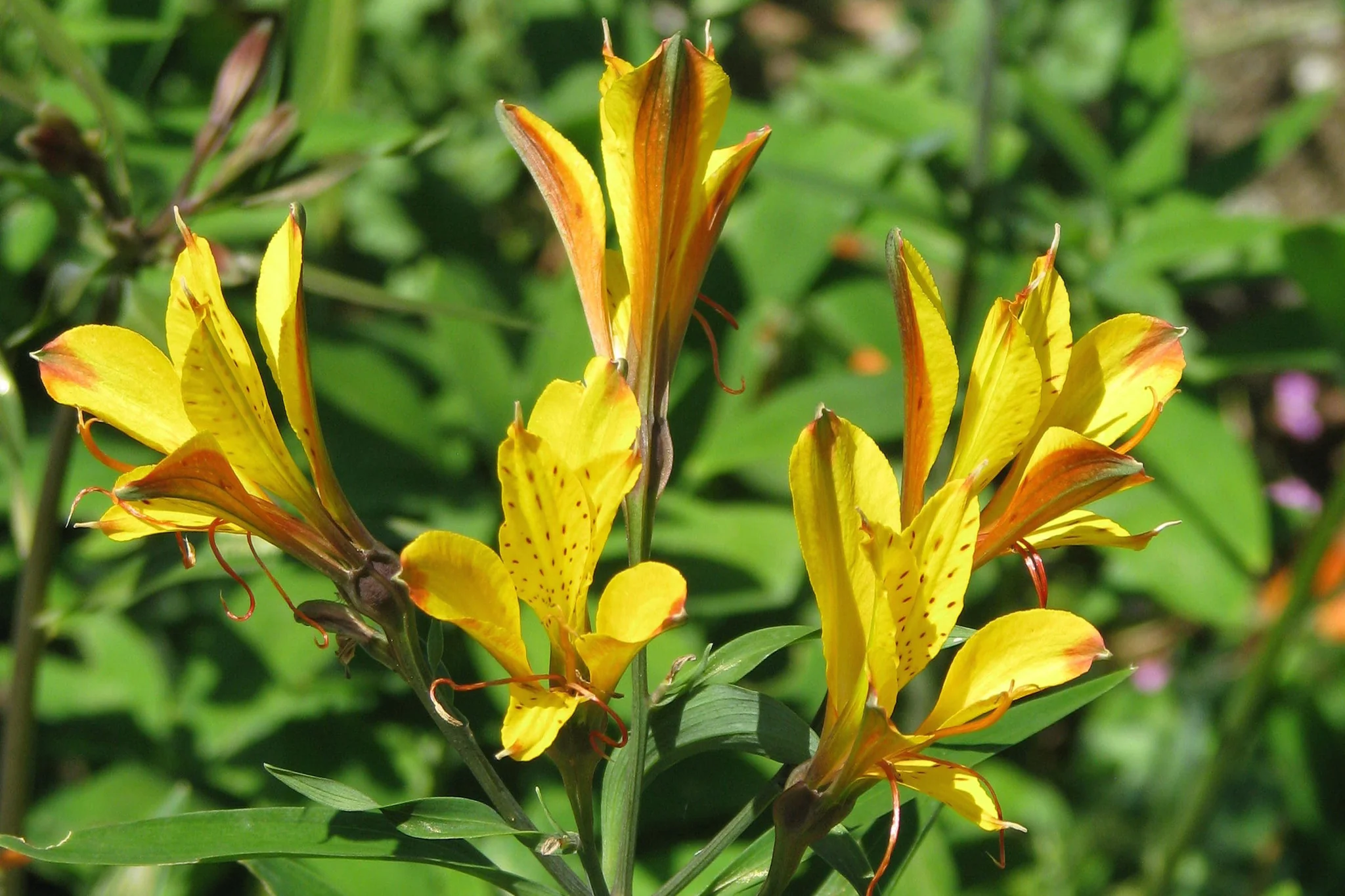 Agapanthus Flowers Store 21 Agapanthus Flowers Store -Agapanthus Flowers Store Alstroemeria Sweet Laura 2 nbrcg wi two by three