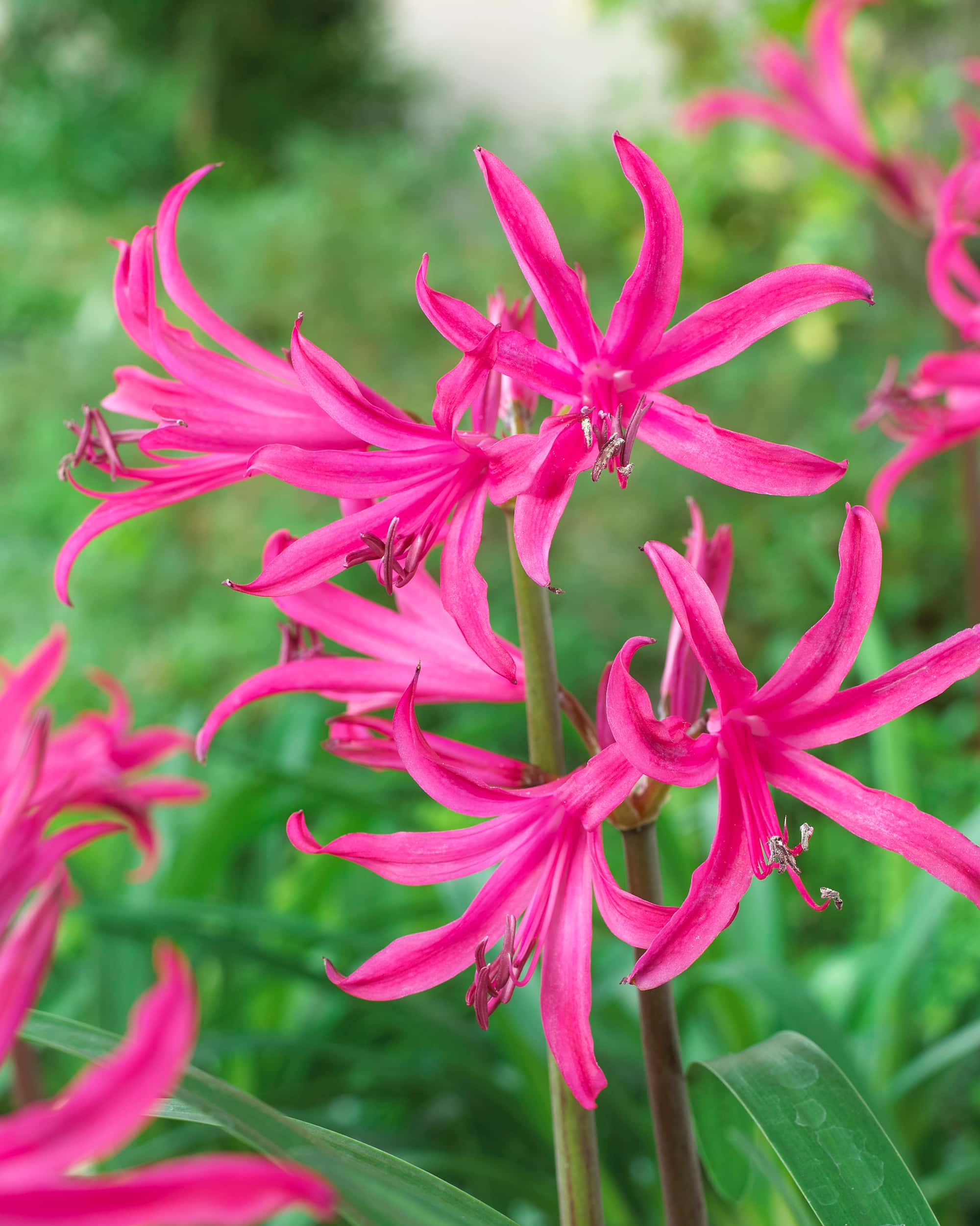 Agapanthus Flowers Store 36 Agapanthus Flowers Store -Agapanthus Flowers Store amarineBelladiva1