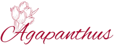 Agapanthus Flowers Store